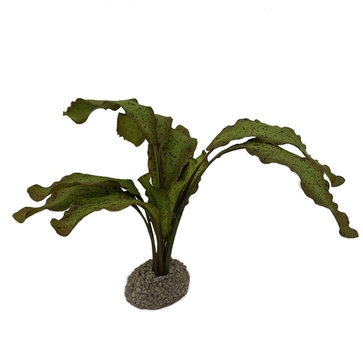 [242/468241] Echinodorus 1 [vert (Vert)]