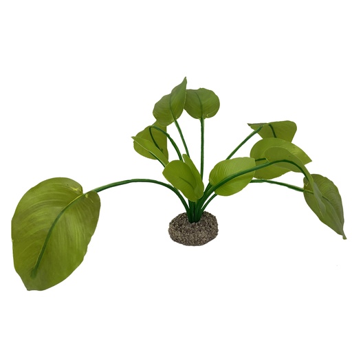 [242/468289] Anubias 2 [vert (Vert)]