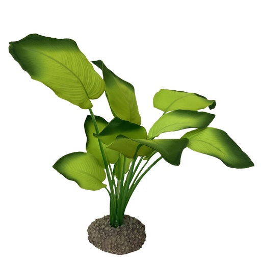 [242/468296] Anubias 3 [vert (Vert)]