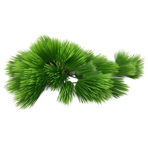 [242/468302] Eleocharis [vert (Vert)]