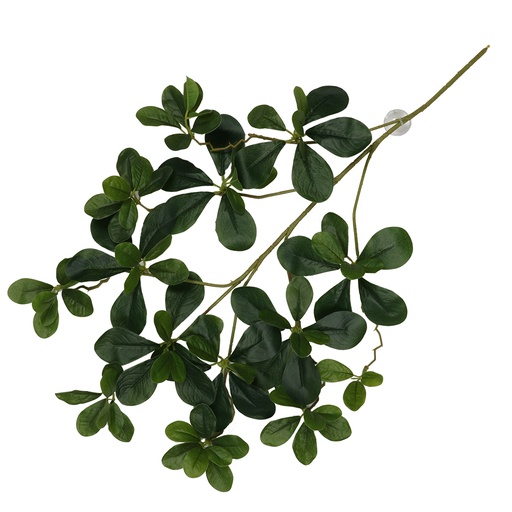[243/470466] Plante suspendue Aralia [vert (Vert)]