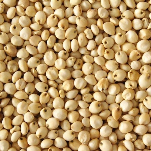 [431] White dari (sudan)
