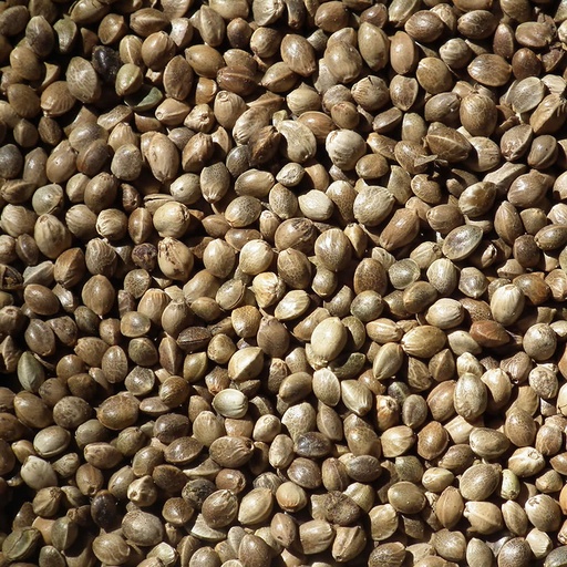 [449] Hempseed medium