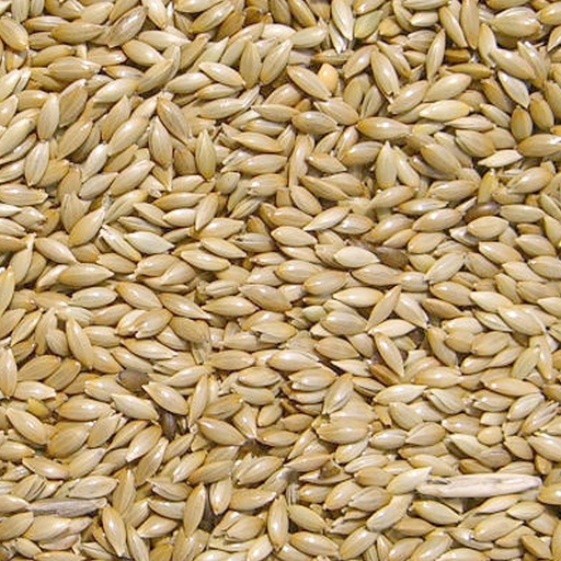 [472] Canary seed extra