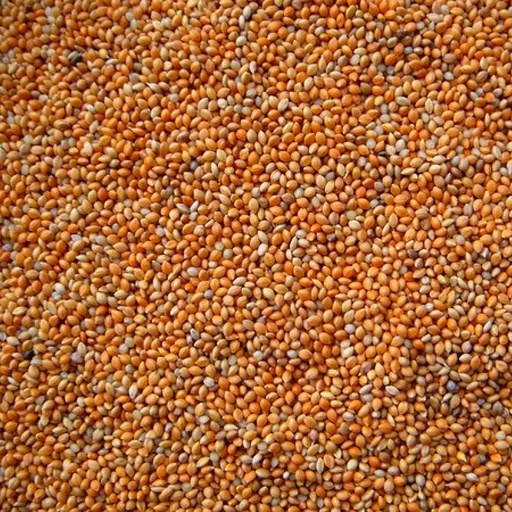 [474] Panicum red extra
