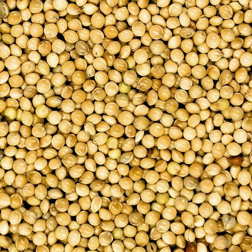 [570] WHITE MILLET EXTRA