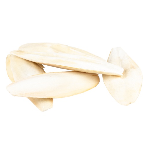 [651530] Sepia shell [white (White)]