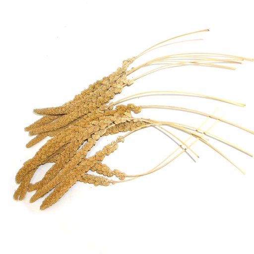 [15506] Trosgierst Frans Geel