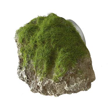 Moss Stone With Suction Cup