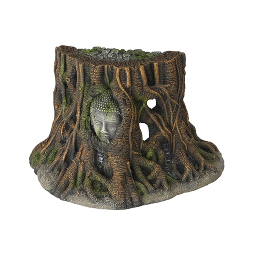 [234/431481] Buddha Tree Thailand