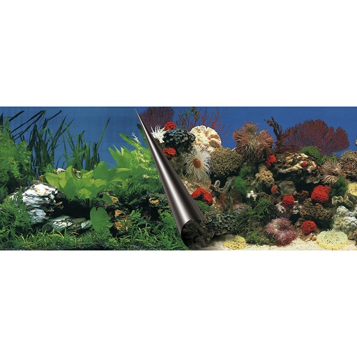 Photobackground stone & coral