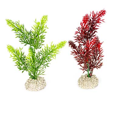Plant canadensis [mixed colors (Multi)]
