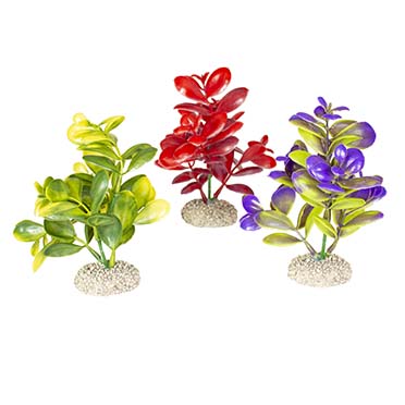 Plant elodea densa [mixed colors (Multi)]