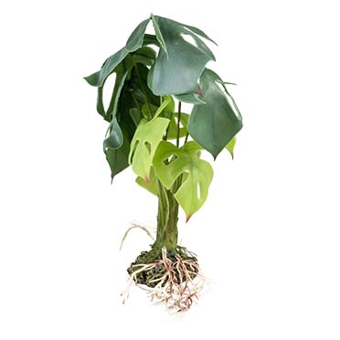 Alocasia [vert (Vert)]
