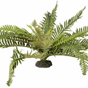 Decorwood mango