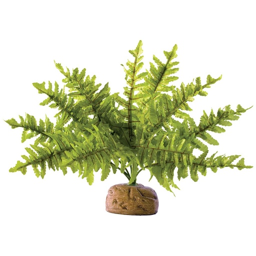 [33/PT2990] EX boston fern, small