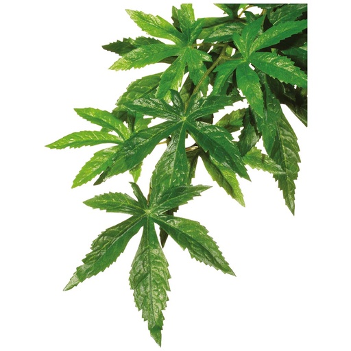 EX Abutilon