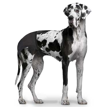Dog Hygenic Pads