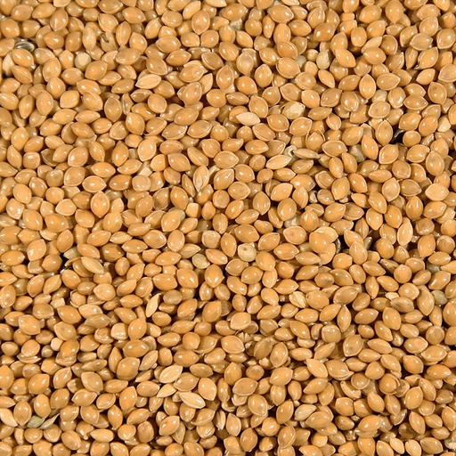 [475] Yellow millet p36